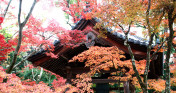 Ngỡ ngàng ngắm mùa thu Nhật Bản